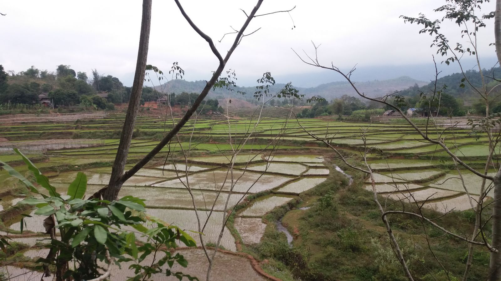 Mai Chau Tours-rice terrace fields
